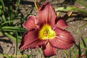 Hemerocallis / Liliowiec: Ryszard Kaczorowski