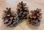 Szyszki sosny czarnej wyselekcjonowane 10 sztuk