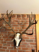 Wieniec Jelenia Byka  