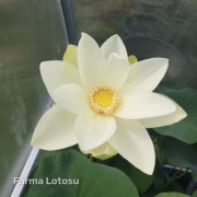 Lotos Nelumbo 'Perry's Giant Sunburst' - kłącze