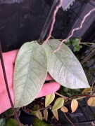 hoya CORIACEA SILVER | sadzonka cięta