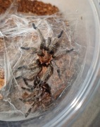 Dolichothele exilis samiec adult