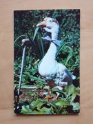 Zdjęcie Moskwa Gęś mam masz talent