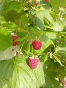 Malina jesienna ogrodowa sadzonka 