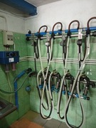 Sprzedam dojarkę przewodową alfa laval 