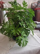 Roślina lecznicza Granium anginka