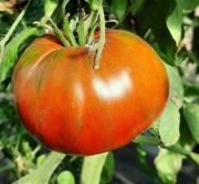 pomidor Chocolate Stripes nasiona kolekcjonerskie