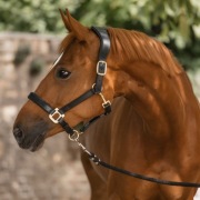 Kantar skórzany anatomiczny Cavallo Full czarny