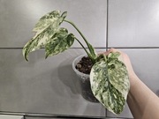 Monstera Noid piękne nietypowe wybarwienie ukorzeniony 
