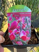 Żarnowiec CYTISUS różne odmiany DOSTAWA 