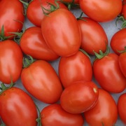 Pomidor Lima Nasiona 