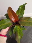 Philodendron orange marmalade 