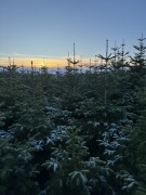 Sprzedaż choinek jodła kaukaska