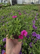 Million Bells - Intense Rose