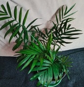 Palma koralowa Chamedora elegants