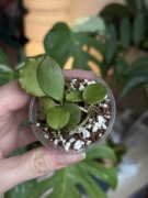 Hoya ENDUENSIS | hoja | dwie rosnące sadzonki