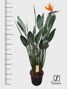 Strelicja królewska ( Strelitzia reginae )