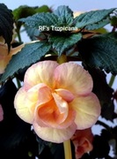 Achimenesy kłącze RF's Tropicana 