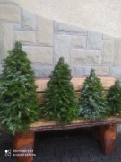  Żywa pachnąca choinka  z gałązek  jodły  50 cm