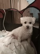 Szczeniaczki Bichon Frise 