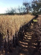 Porzeczka Czarna Na Pniu