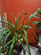 Cymbidium 5 letnie 