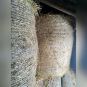 Bale słoma owsiana