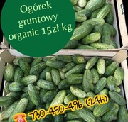 Ogórki gruntowe Smart