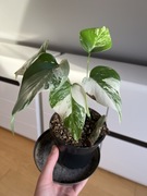 Monstera Variegata