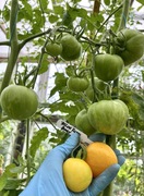 Pomidor Yellow Furry Boar kolekcjonerskie nasiona