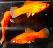 Mieczyk Czerwony - w zestawie 5 sztuk (Dorosłe osobniki) 