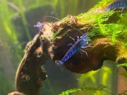 Krewetki Blue Tiger Orange Eye Caridina