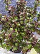 Ostrokrzew Little Rascal barwne liście