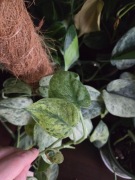 Scindapsus dark silver cloud variegata 