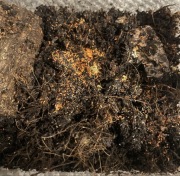 100 szt. yuukianura aphoruroides pomarańczowe skoczogonki