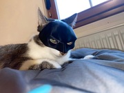 BAT CAT - Maska Halloween dla kota - Batman kot, dwa rozmiary i kolory