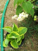 Hosta  w doniczce.