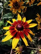 Rudbekia Tetra Gloriosa Daisy złota z brązem