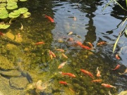 Ryby rybki ozdobne- KARP Koi, Karaś czerwony