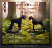 Sznaucer Olbrzym Czarny - piękne szczenięta ZKwP/FCI