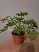 Geranium anginka pachnąca 