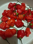 Nasiona papryka chili Capsicum Baccatum Bell Red
