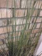 Żarnowiec. Świeże gałązki zimozielone.