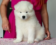 Sprzedam szczenię, szczeniak, Samoyed, Samojed, ZKwP, FCI rodowód, metryka