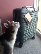 Walizka kabinowa Wittchen - ABS - mocna, trwała - NOWA