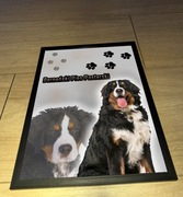 Pasterski Pies Berneński 