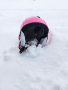 Kask dziewczęcy nary snowboard rozmiar S 48 - 52 Martes