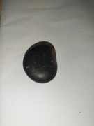 skrzemieniałych jaj płaszczek lub innych zwierząt