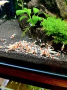 PRL Pure Red Line - krewetki Caridina
