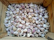 Polski czosnek Harnaś 